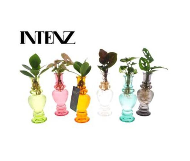 COMPO PLANTE VERTE VERRE