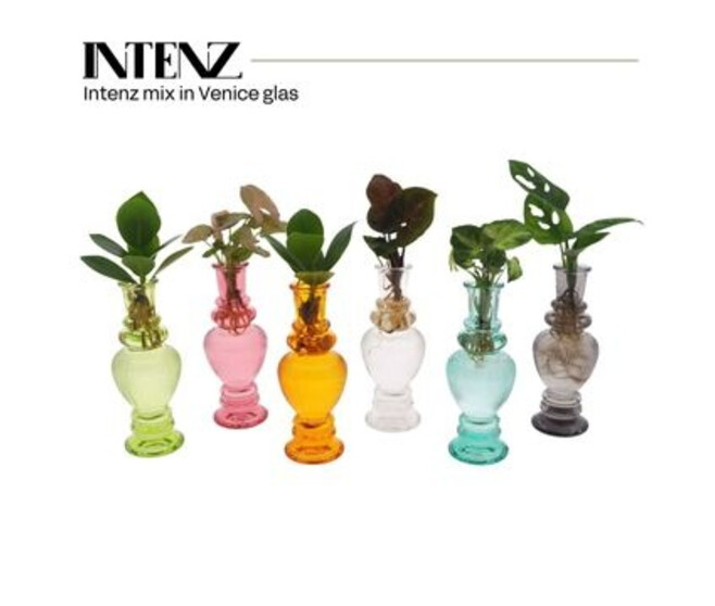 COMPO PLANTE VERTE VERRE