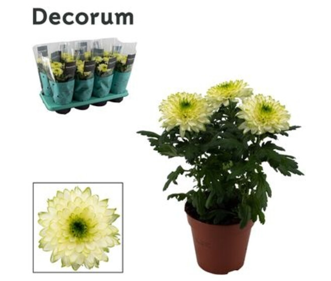 DENDRANTHEMA ZEMBLA NOVA LIME