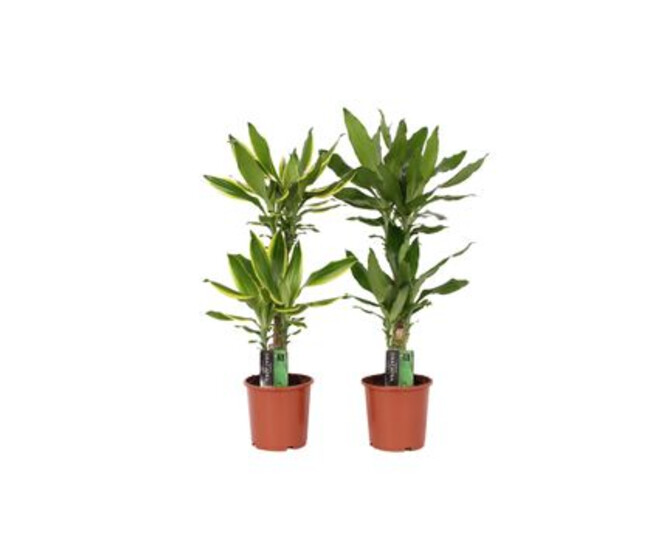 DRACAENA FRAGRANS 2PP