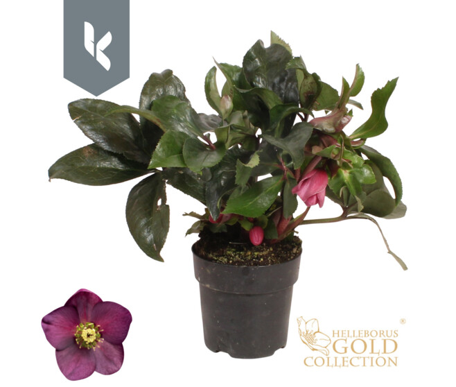 HELLEBORE ICE N ROSES EARLY RED