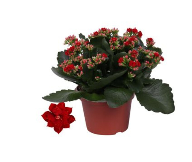 KALANCHOE FL DBLE ROUGE