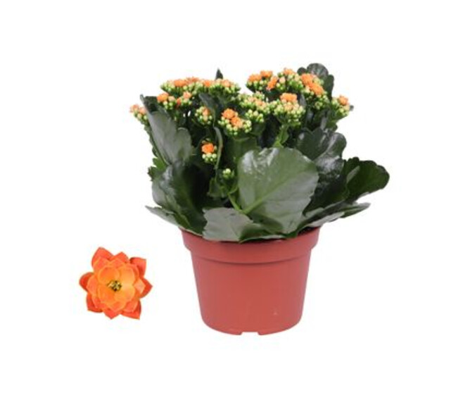 KALANCHOE FL DBLE ORANGE