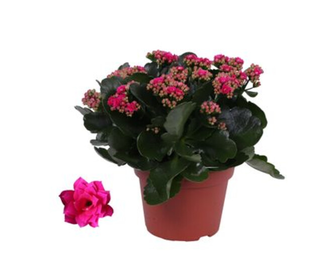 KALANCHOE FL DBLE ROSE