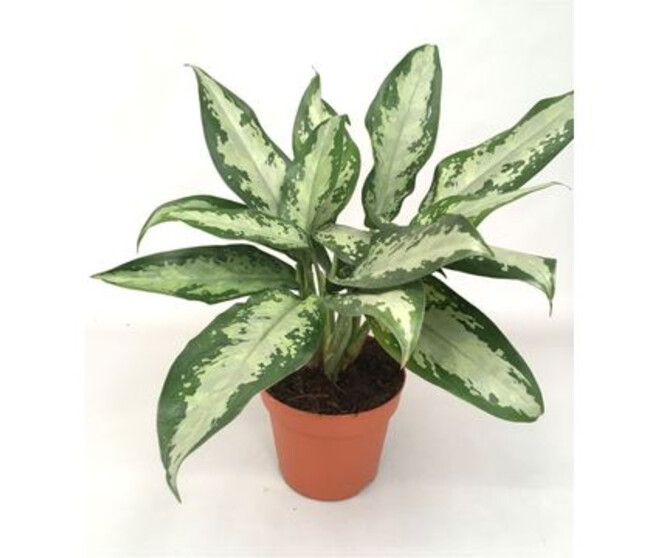 AGLAONEMA JUBILEE COMPACTA