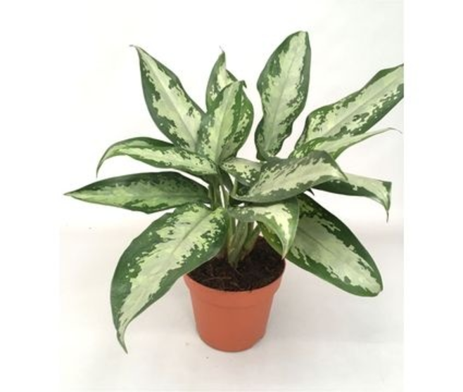 AGLAONEMA JUBILEE COMPACTA