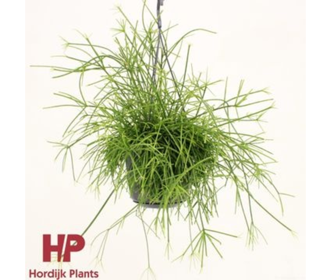 RHIPSALIS OASIS SUSP