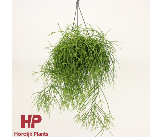 RHIPSALIS OASIS SUSP
