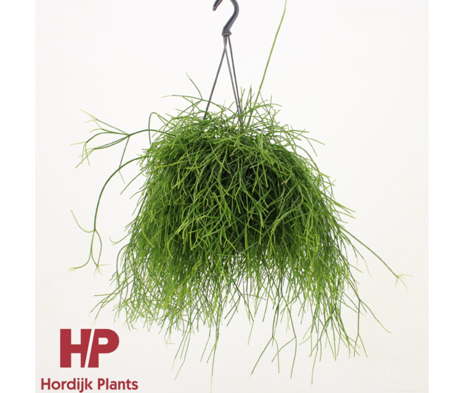 RHIPSALIS OASIS SUSP