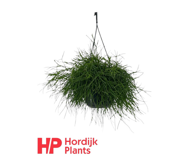 RHIPSALIS OASIS SUSP