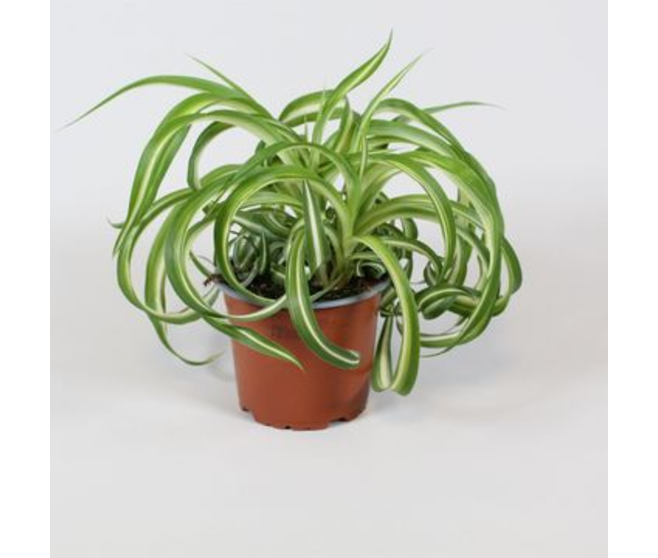 CHLOROPHYTUM BONNIE