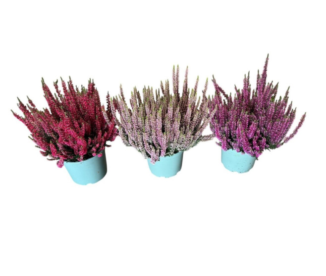 ERICA CALLUNA VARIE