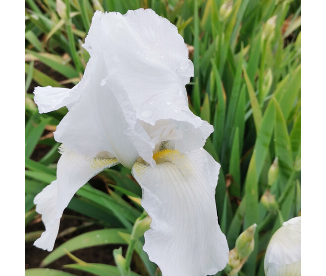 IRIS GERMANICA GLACIER