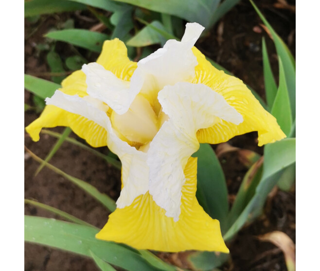 IRIS GERMANICA JAUNE BLANC