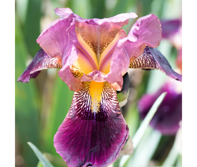 IRIS GERMANICA INDIAN CHIEF