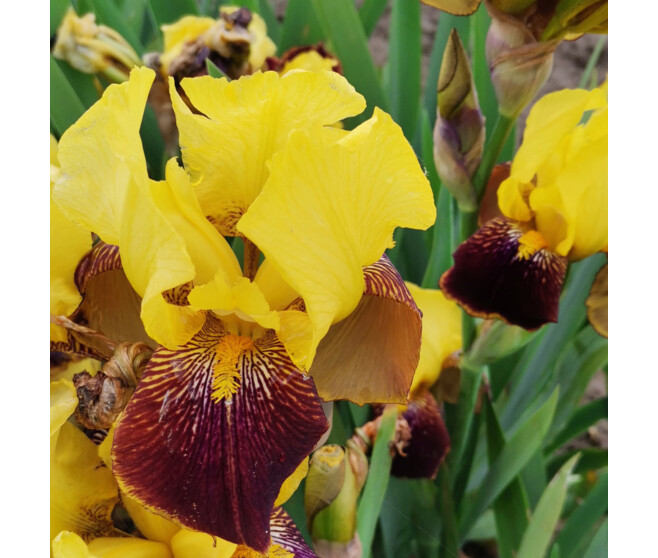 IRIS GERMANICA RAJAH BROOKE