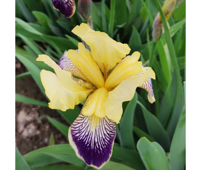 IRIS GERMANICA STELLATA
