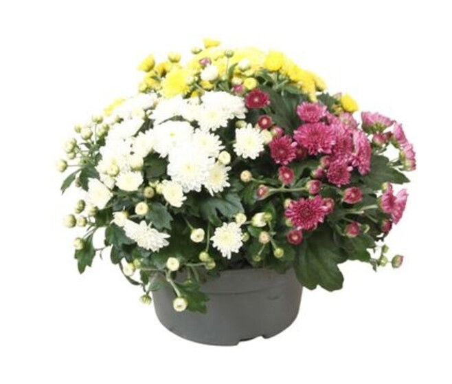 DENDRANTHEMA 3COULEURS