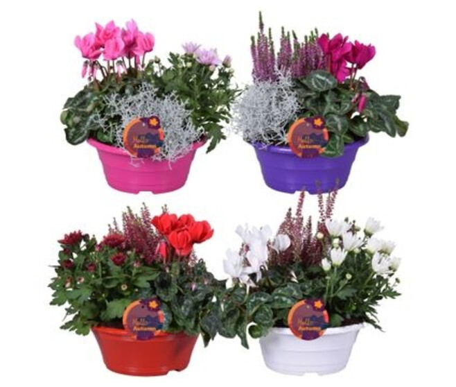 COMPO 3 PLANTES AUTOMNE COUPE