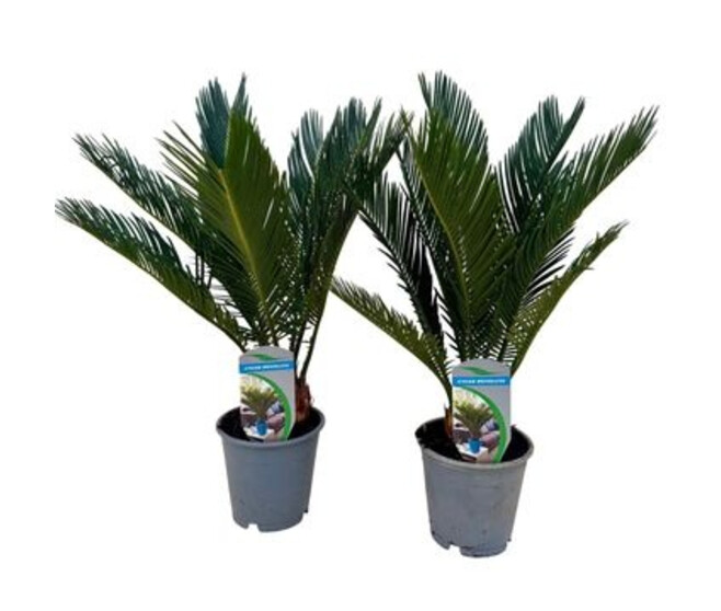 CYCAS REVOLUTA