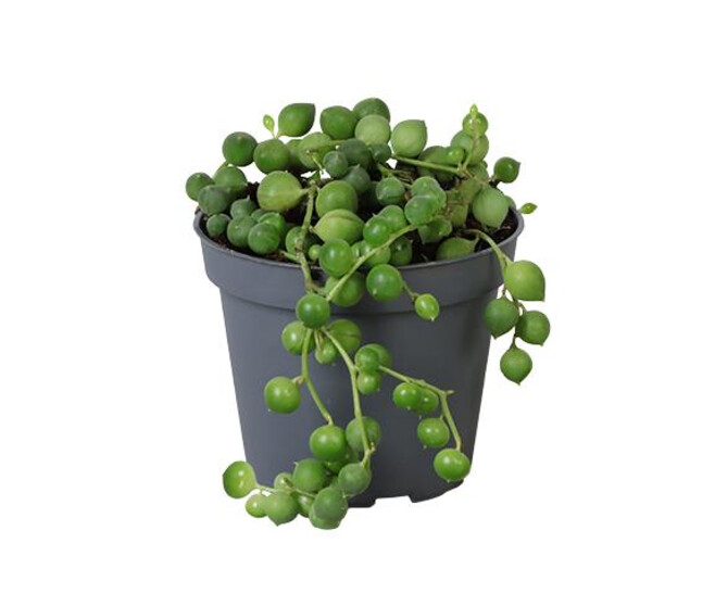 SENECIO HERREIANUS