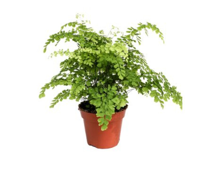 ADIANTUM FRAGRANS