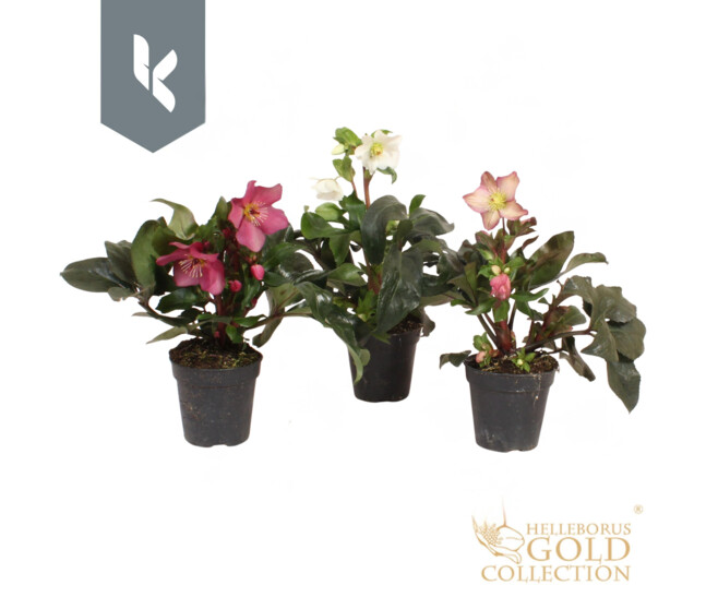 HELLEBORE ICE N ROSES CORVINA