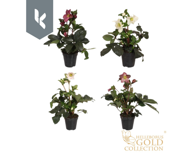 HELLEBORE ICE N ROSES CORVINA