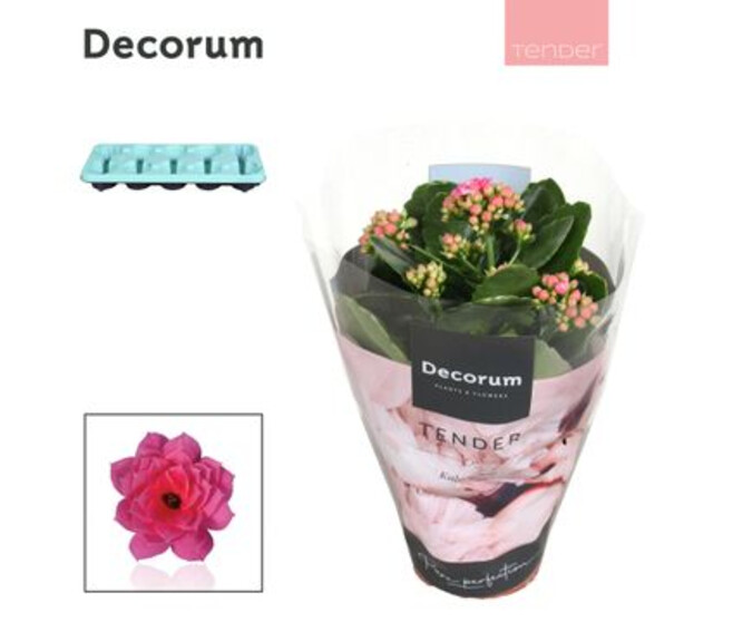 KALANCHOE FL DBLE SERENITY ROSE