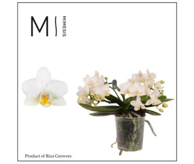 PHALAENOPSIS 2BR ANTHURA NAZARE