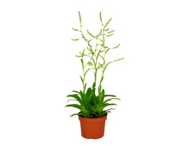 CATOPSIS MORRENIANA