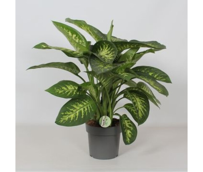 DIEFFENBACHIA REEVA