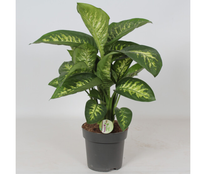 DIEFFENBACHIA REEVA