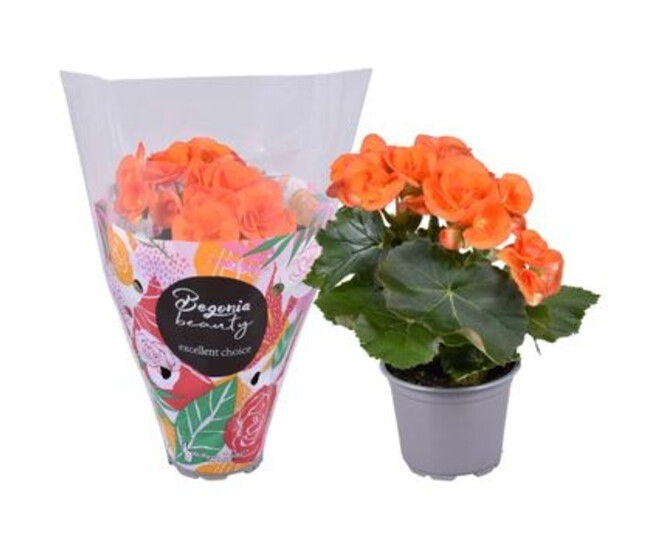 BEGONIA FL DBLE ORANGE