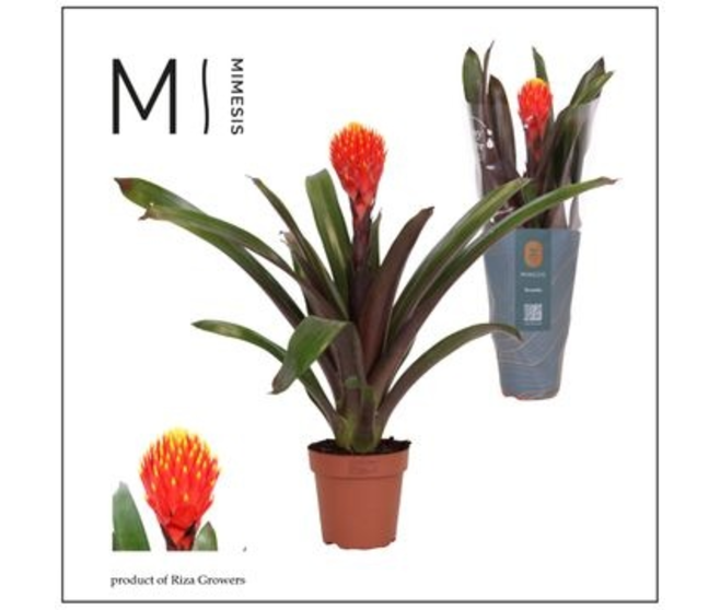 GUZMANIA TALA