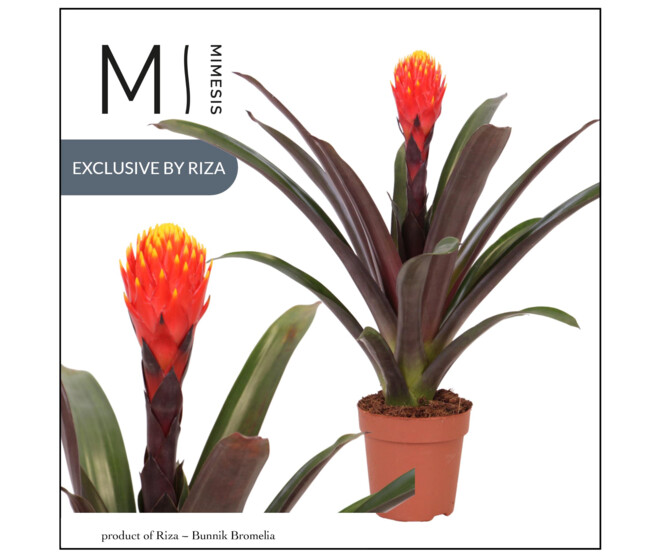 GUZMANIA TALA