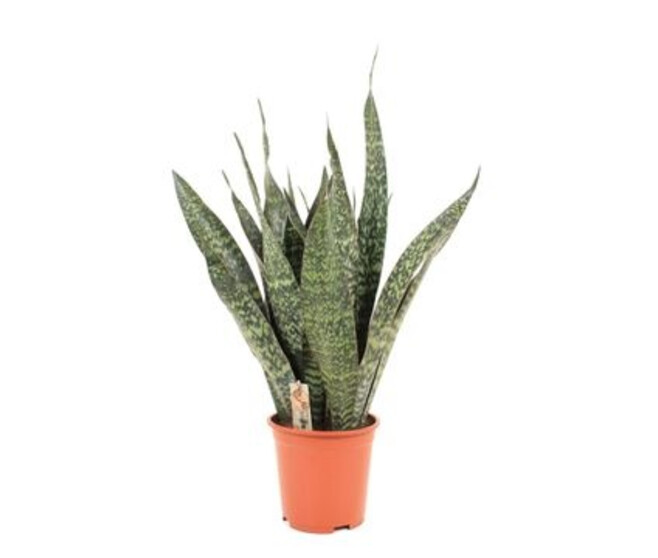 SANSEVIERIA TRIFASCIATA