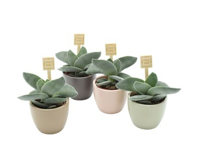 CRASSULA BOOMERANG CERAM