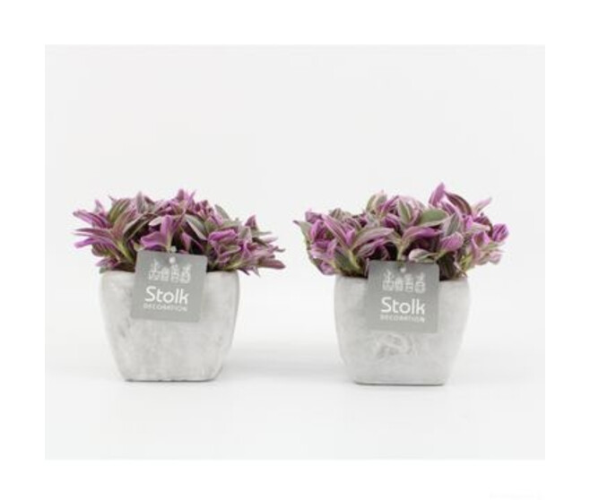 TRADESCANTIA P BETON