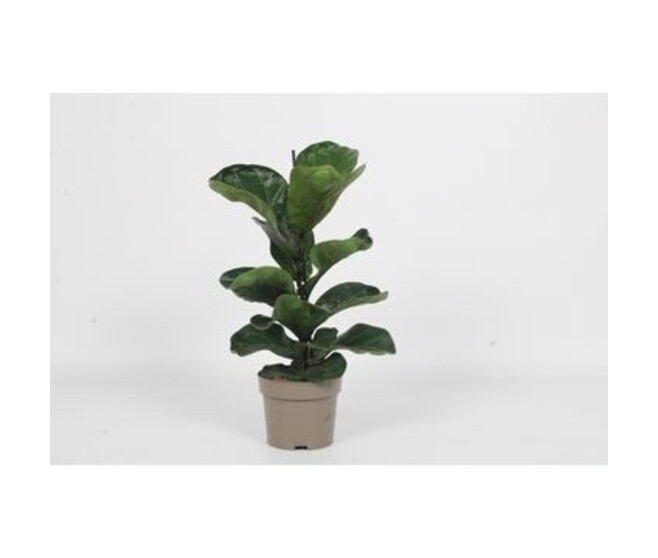 FICUS LYRATA