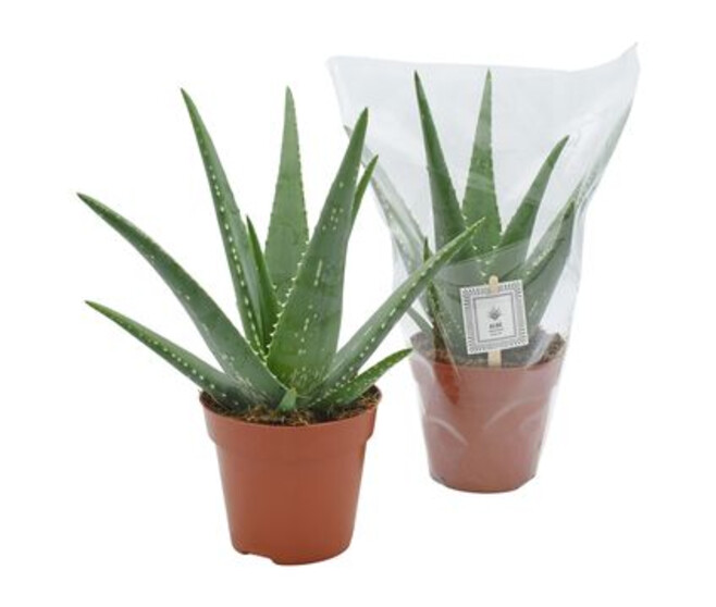 ALOE MISTRAL MEDIVERA
