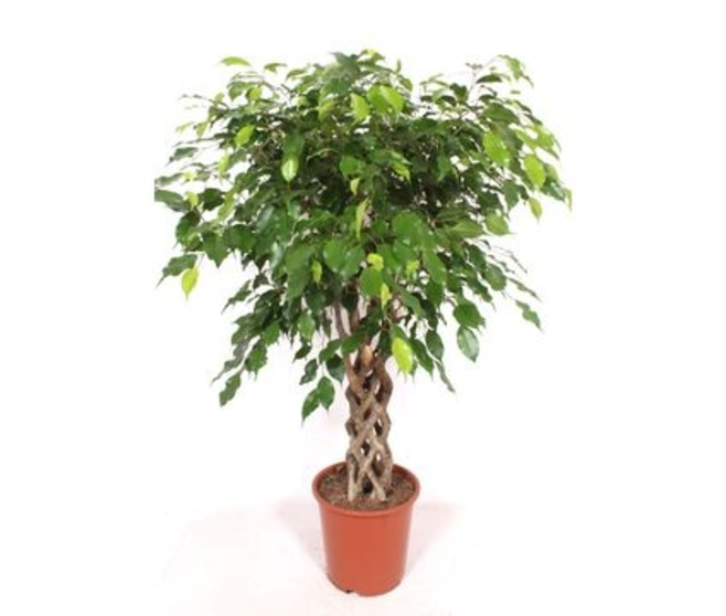 FICUS EXOTICA TRESSE