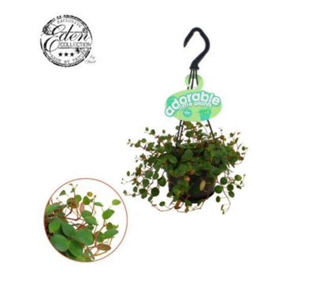 PEPEROMIA PEPPERSPOT SUSP