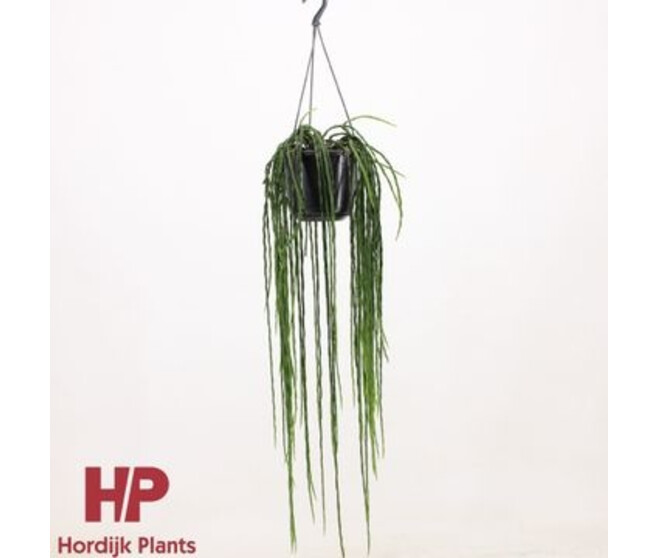 RHIPSALIS PARADOXA SUSP