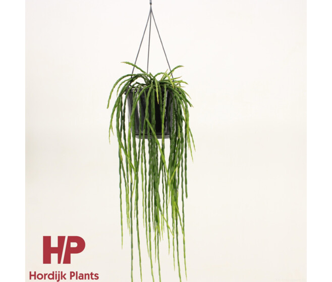 RHIPSALIS PARADOXA SUSP
