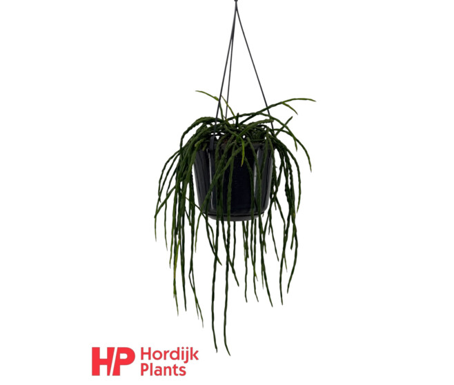 RHIPSALIS PARADOXA SUSP