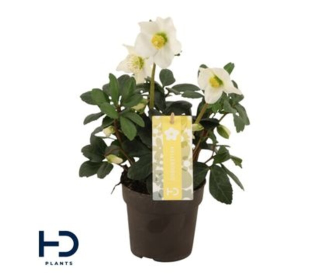 HELLEBORE NIGER ADVENT STAR