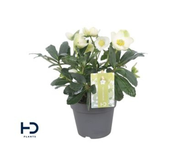 HELLEBORE NIGER ADVENT STAR