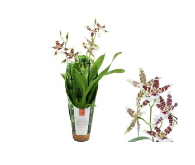 ORCHIDEE ALICEARA 2BR RENAISSANCE