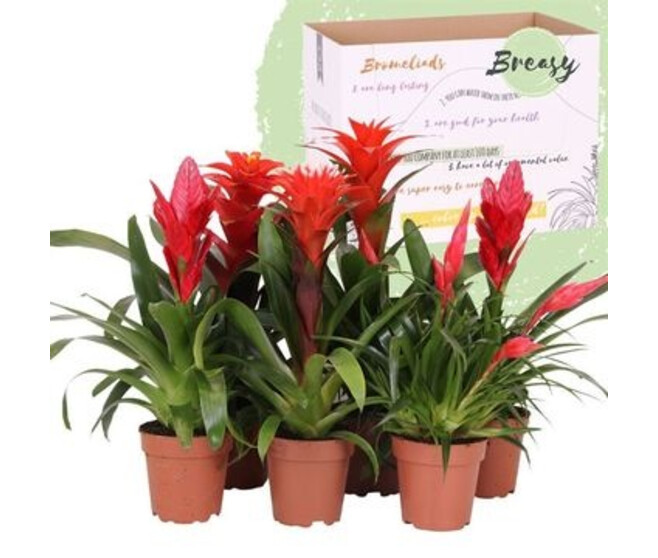 BROMELIACEE VARIEE